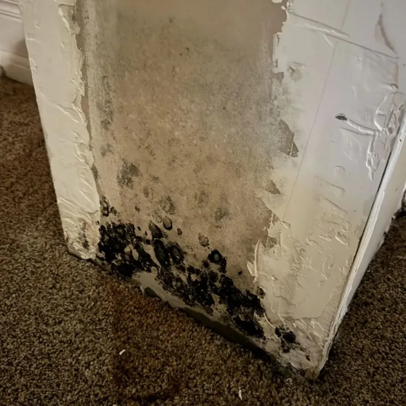 Professional Mold Removal in Dandridge, TN
